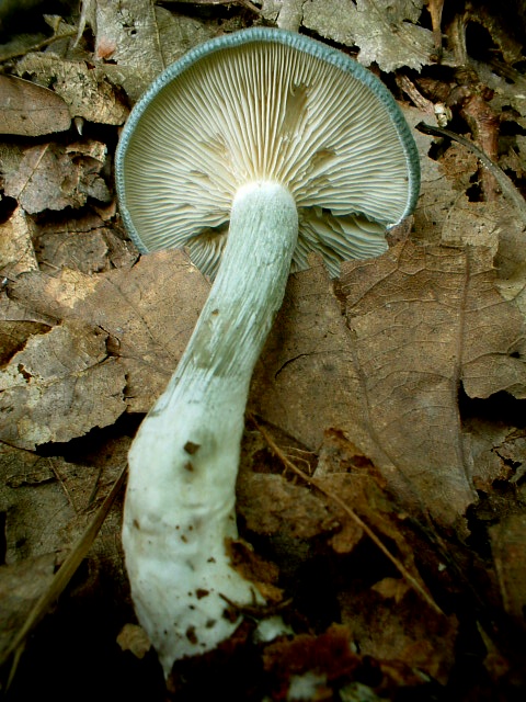 Clitocybe odora .